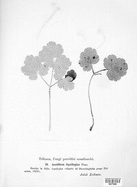 Image Associated With the Occurence